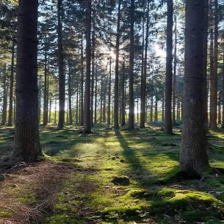 Near The Oberhof Kurort Steinbach-Hallenberg